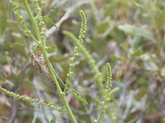 Megatibicen harenosus