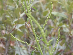 Megatibicen harenosus