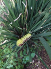 Lepidoptera