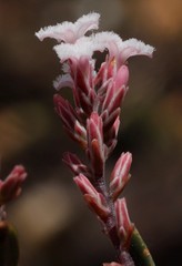 Leucopogon capitellatus