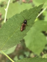 Hemicrepidius pallidipennis