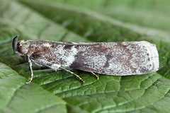 Laodamia faecella