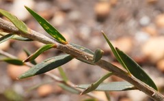 Leucopogon capitellatus