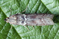 Laodamia faecella