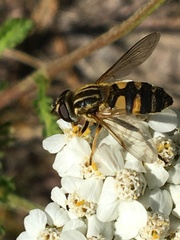 Helophilus neoaffinis