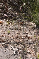Leucopogon capitellatus