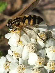Helophilus neoaffinis