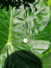 Lepidoptera