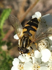 Helophilus neoaffinis