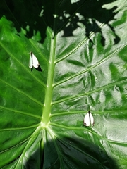 Lepidoptera