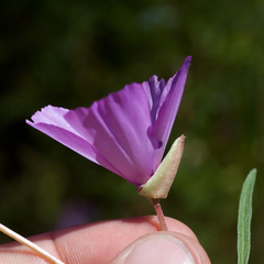 Clarkia gracilis gracilis