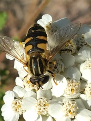 Helophilus neoaffinis
