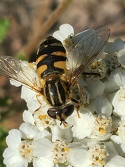 Helophilus neoaffinis