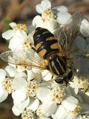 Helophilus neoaffinis