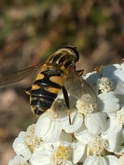 Helophilus neoaffinis