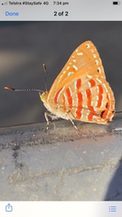 Hypochrysops apelles