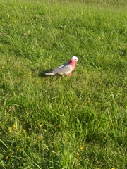 Eolophus roseicapilla