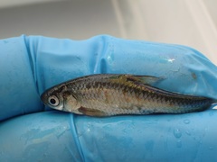 Enteromius paludinosus