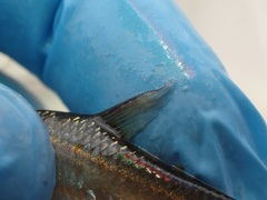 Enteromius paludinosus