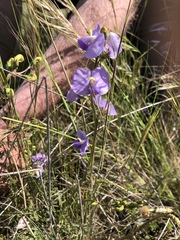 Swainsona procumbens