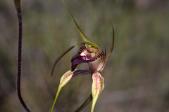 Caladenia paludosa