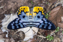 Dysphania transducta