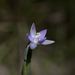 Common Sun Orchid - Photo (c) Hugo Innes, some rights reserved (CC BY), uploaded by Hugo Innes