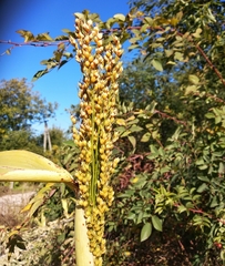 Sorghum bicolor bicolor