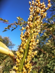 Sorghum bicolor bicolor