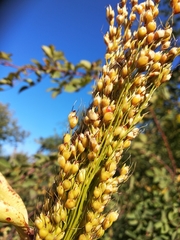 Sorghum bicolor bicolor