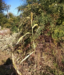 Sorghum bicolor bicolor