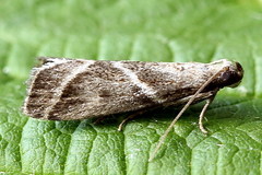 Nyctegretis triangulella