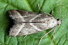 Nyctegretis triangulella