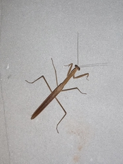 Mantidae