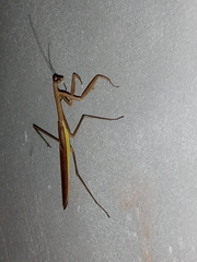 Mantidae