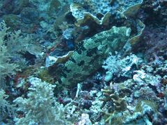 Epinephelus howlandi