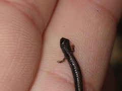 Batrachoseps