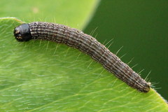 Oncocera semirubella