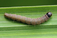 Oncocera semirubella