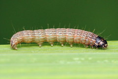 Oncocera semirubella