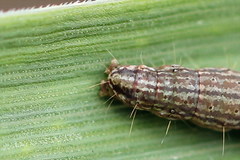 Oncocera semirubella