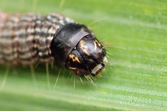 Oncocera semirubella