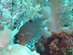 Canthigaster papua