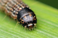 Oncocera semirubella