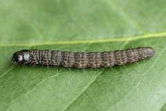 Oncocera semirubella