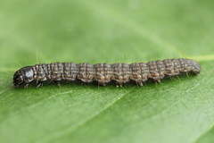 Oncocera semirubella