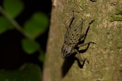 Poropterus ellipticus