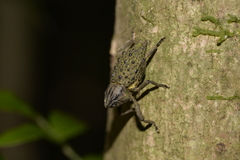 Poropterus ellipticus