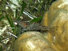 Heteropenaeus longimanus