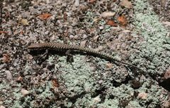 Podarcis muralis maculiventris